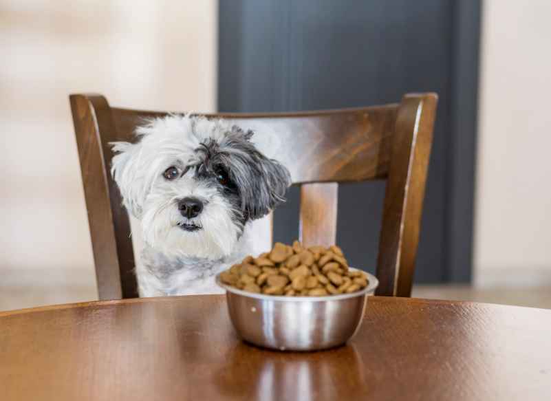 dog-food-brand อาหารสุนัขยี่ห้อไหนดี