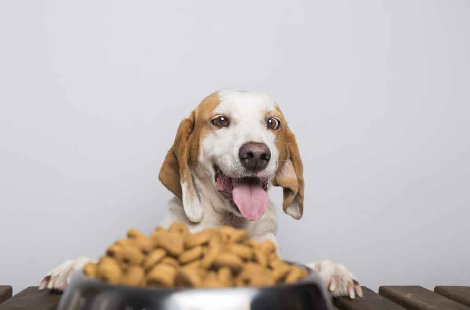 choosing-dog-food-brand เลือกอาหารสุนัขยี่ห้อไหนดี