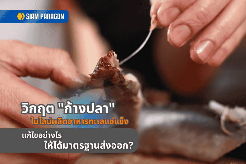 ขีดเขียนดอทคอม